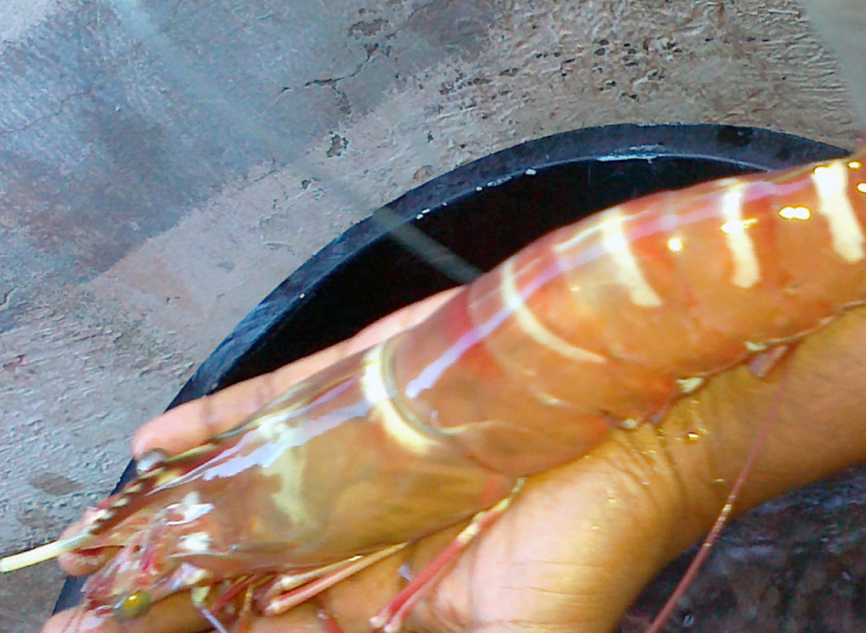 Modern Hatchery Ltd.